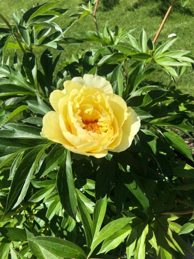 Hamptons Rose Garden Family! Hotel YYC Exterior foto