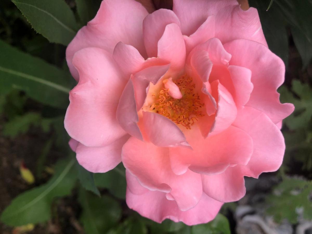 Hamptons Rose Garden Family! Hotel YYC Exterior foto